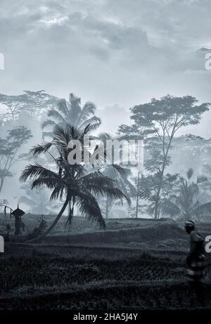 Ein Landwirt spaziert in der Morgendämmerung durch neblige Reisfelder in Tpaksiring, Bali mit dem Mount Agung im Hintergrund. Stockfoto