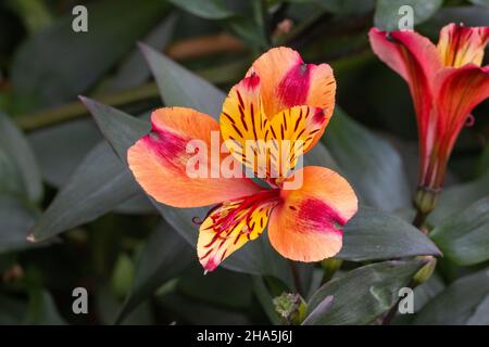 Pulsierender Alstroemeria Indian Summer, Peruanische Lilienblume Stockfoto