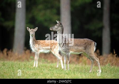 Damhirsch auf Waldwiese Stockfoto