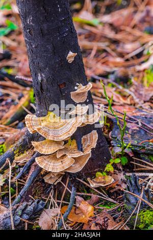 Verkohltes Holz und frische Vegetation nach einem Waldbrand Stockfoto