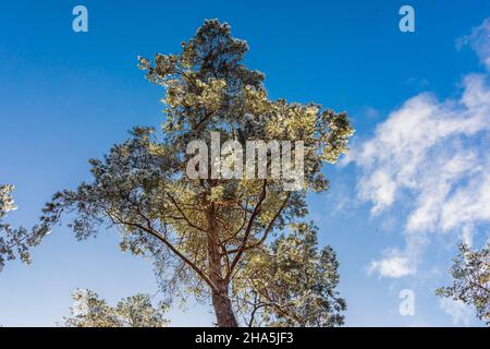 Bäume bedeckt mit Schnee und Reif in einer Winterlandschaft Stockfoto