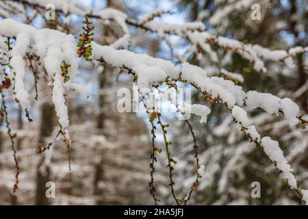 Bäume bedeckt mit Schnee und Reif in einer Winterlandschaft Stockfoto