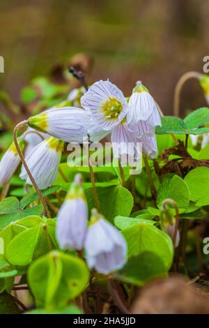 Waldboden, Kleeblatt, Sauerampfer, silberbachtal, Stockfoto