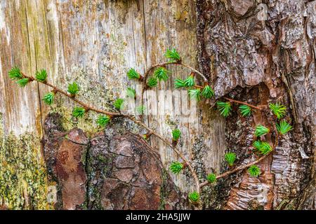 Lärchenzweig in Form eines Herzens gewachsen, Natur Stillleben Stockfoto
