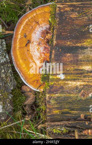 nördlicher Zinnoberschwamm (pycnoporus cinnabarinus) oder Zinnobertramete Stockfoto