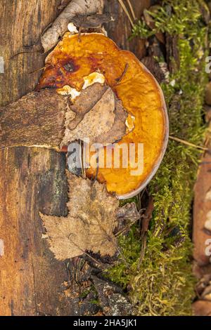 nördlicher Zinnoberschwamm (pycnoporus cinnabarinus) oder Zinnobertramete Stockfoto