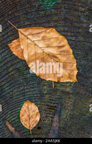 Herbstblätter auf verkohltem Holz, Waldstill-Leben Stockfoto