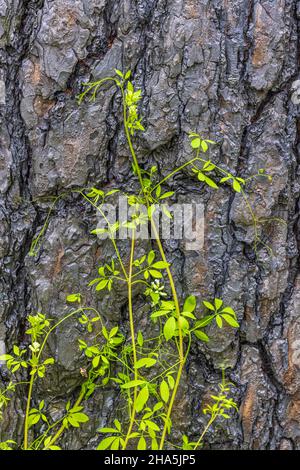 Verkohltes Holz und frische Vegetation nach einem Waldbrand Stockfoto