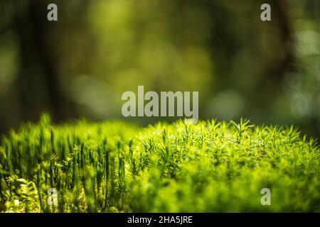 Nahaufnahme von Moos, Vegetation in einem Märchenwald, abstraktes kreisförmiges Bokeh, Hintergrundbild Stockfoto