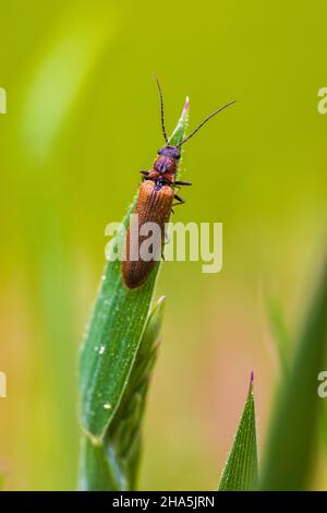 Rothalsbock (stictoleptura rubra) auf Pflanzen Stockfoto