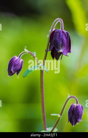 Doppelkolumbine, Aquilegia vulgaris Hybrid „Black barlow“, Nahaufnahme Stockfoto