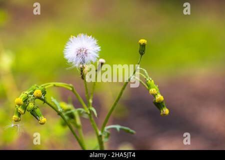 Rauer Hagebart, Crepis biennis, verwelkt, Samenständer Stockfoto