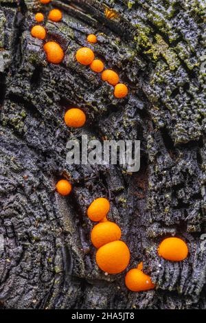 Blutmilchpilz, Milchstauben, Blutpilz, Milchkraut, schleim auf verkohltem Holz, neues Leben Stockfoto