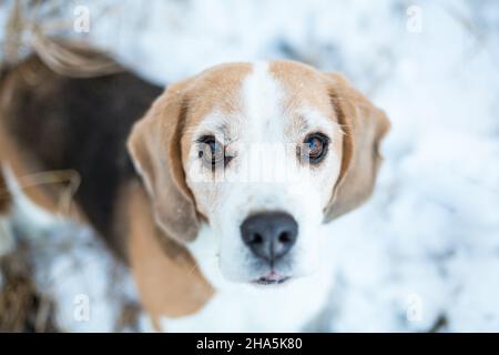 Beagle im Schnee Stockfoto