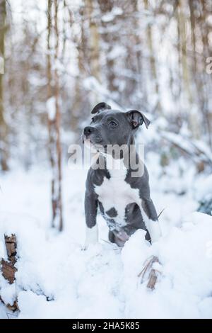 American Staffordshire Terrier Welpen im Schnee Stockfoto