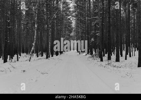 Schneebedeckte Waldstraße im Winter, Spuren von Kraftfahrzeugen im Schnee, schwarz und weiß Stockfoto