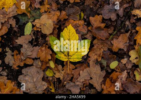 Herbstblätter auf dem Waldboden, in der Mitte ein Ahornblatt Stockfoto