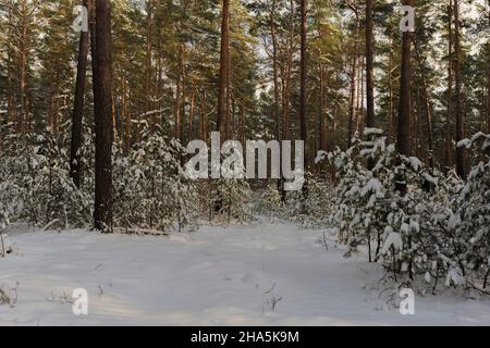 Schneebedeckter Kiefernwald im Winter, Waldboden und schneebedeckte Bäume, junge Kiefern unter den alten Bäumen Stockfoto