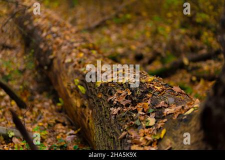 Tote umgedrehte Eiche im Wald, Herbstblätter liegen auf dem Baumstamm, selektive Schärfe, geringe Schärfentiefe, schönes weiches Bokeh Stockfoto