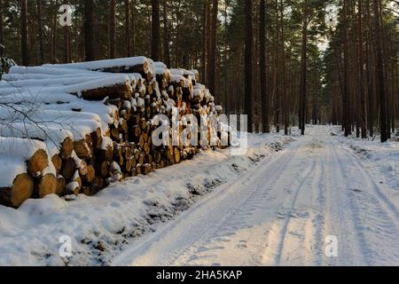 Verschneite Waldstraße im Winter, ein großer Holzstapel mit Kiefernstämmen auf dem Weg Stockfoto