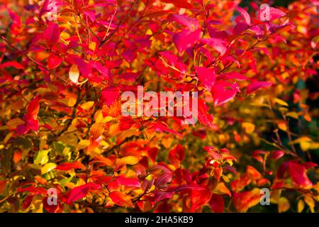 Heidelbeerblätter in Herbstfarben, hannover, niedersachsen Stockfoto