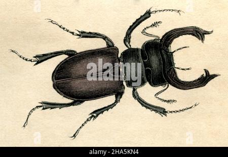 Europäischer Hirschkäfer Lucanus cervius, (Naturhistorisches Buch, 1861) Stockfoto