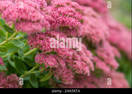 Hoher Sedum (Sedum tephium), im Herbst erstrahlen die vielen sternförmigen Einzelblüten in einem tiefrosa, deutschland Stockfoto