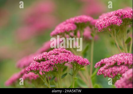 Hoher Sedum (Sedum tephium), im Herbst erstrahlen die vielen sternförmigen Einzelblüten in einem tiefrosa, deutschland Stockfoto