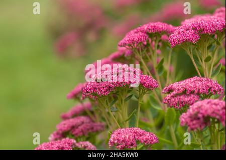 Hoher Sedum (Sedum tephium), im Herbst erstrahlen die vielen sternförmigen Einzelblüten in einem tiefrosa, deutschland Stockfoto