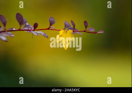 Ein kleines Ahornblatt hängt an einem Zweig von Berberis, bunte Herbstfarben, Herbststimmung, deutschland Stockfoto