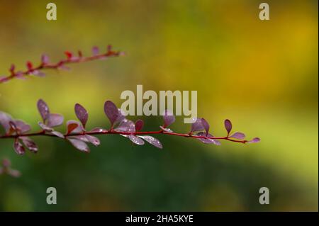 Zweige der Berberitze (Berberis) mit dunkelroten Blättern, Herbststimmung, deutschland Stockfoto