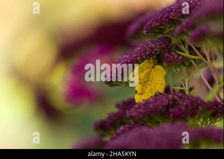 Hoher Sedum (Sedum tephium),im Spätherbst färben sich die Blüten weinrot,dazwischen glänzt ein gelbes Blatt aus dem Ahorn,deutschland Stockfoto