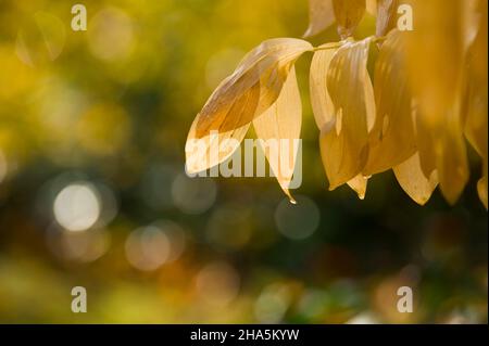 Die gelb gefärbten Blätter der vielblühenden weißen Wurzel (polygonatum multiflorum), auch bekannt als Wald-Solomonsiegel, leuchten in der Herbstsonne, hinterleuchtet, deutschland Stockfoto