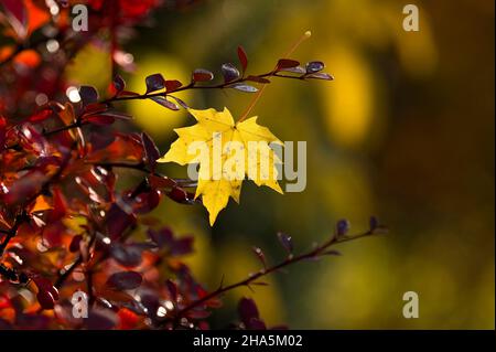 Ein gelbes Ahornblatt hängt in den rotblättrigen Zweigen einer Berberitze (Berberis), bunte Herbstfarben, Rückenlicht, Herbststimmung, deutschland Stockfoto