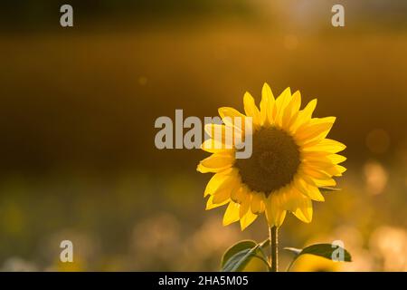 Die Blume einer Sonnenblume (helianthus annuus) leuchtet im Gegenlicht,Abendlicht,deutschland Stockfoto