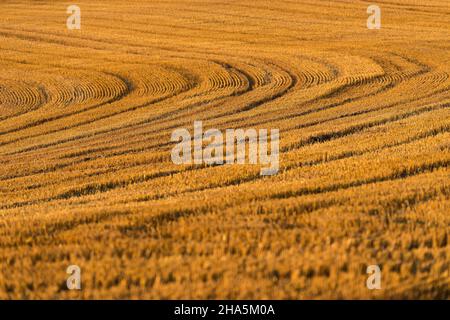 Linien und Muster im Stoppelfeld, geerntetes Getreidefeld in der Abendsonne, deutschland, hessen Stockfoto