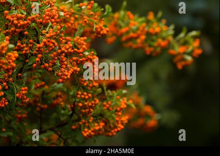 Die orangefarbenen Früchte des firethorns (pyracantha) leuchten im Herbst, deutschland Stockfoto