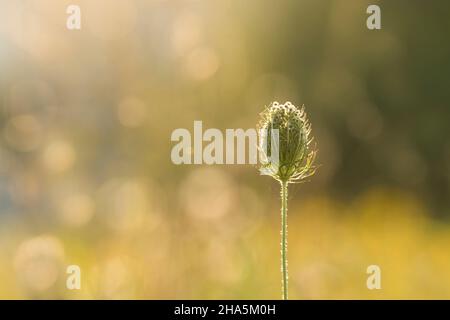 Samenständer der Wildkarotte (daucus carota) im Gegenlicht, Abendlicht, deutschland Stockfoto