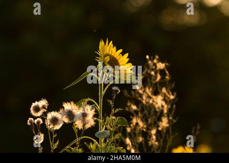 Die Blüte einer Sonnenblume (helianthus annuus) und die Samenköpfe der Distel leuchten im Abendlicht, Deutschland Stockfoto