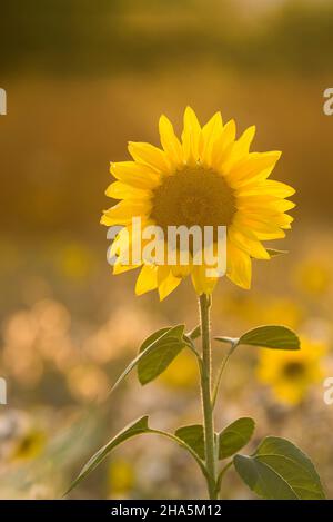 Die Blume einer Sonnenblume (helianthus annuus) leuchtet im Gegenlicht,Abendlicht,deutschland Stockfoto