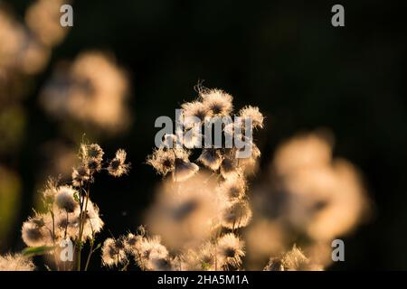 Felddistel (cirsium arvense), Samenschoten leuchten im Hintergrund, Abendlicht, deutschland Stockfoto