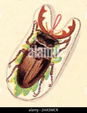 Europäischer Hirschkäfer Lucanus cervius, (Konditorbuch, 1904) Stockfoto