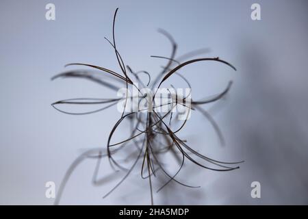 feuerkraut, Obsthaufen, ausgetrocknet, Herbst Stockfoto