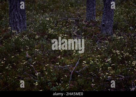 europa, skandinavien, finnland, Wald, Heidelbeerkraut Stockfoto