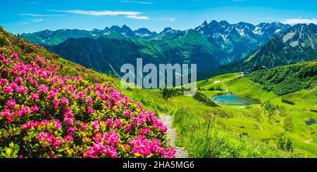 Alpenrosenblüte, Panorama vom Fellhorn über den Schlappoldsee und Bergstation der Fellhornbahn bis zum zentralen Hauptkamm des Allgä Stockfoto