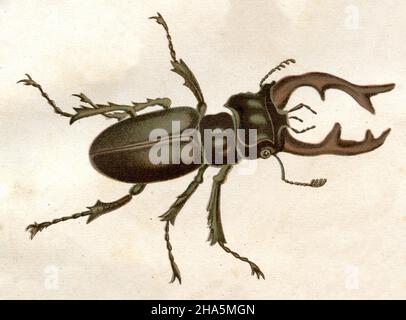 Europäischer Hirschkäfer Lucanus cervius, (Zoologiebuch, ) Stockfoto