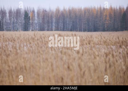 europa, skandinavien, finnland, Schilf, Bäume, Herbst Stockfoto