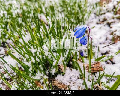 Unter dem Schnee blühen blaue Schneeglöckchen, und der Frühling steht vor der Tür Stockfoto