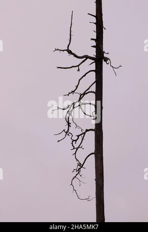 europa, skandinavien, finnland, Kiefer, tot Stockfoto