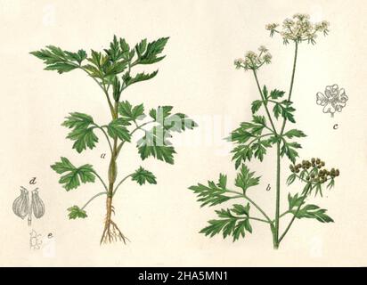 Narr's Petersilie, Narr's cicely, or poison Petersilie Aethusa cypnapium, (Enzyklopädie, 1898) Stockfoto